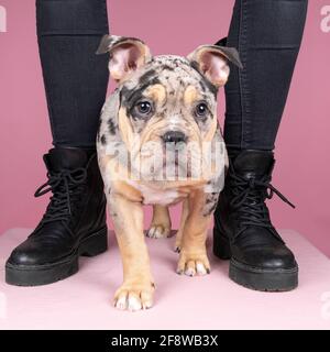 Un ritratto di un simpatico cucciolo di un vecchio cane da corrida inglese in piedi tra le gambe dei proprietari su sfondo rosa Foto Stock