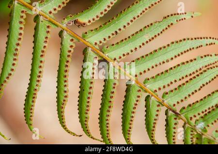 Parte inferiore dei volantini di Ostrich Fern Foto Stock