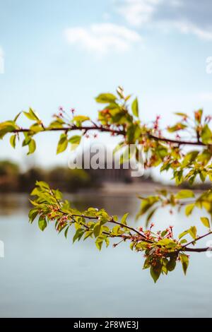 Il Jefferson Memorial Behind Cherry Trees, Washington, DC. Foto Stock