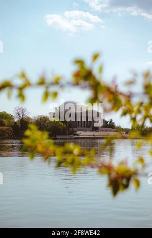 Il Jefferson Memorial Behind Cherry Trees, Washington, DC. Foto Stock