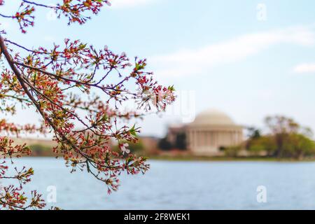 Il Jefferson Memorial Behind Cherry Trees, Washington, DC. Foto Stock