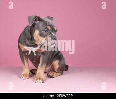 Un ritratto di un vecchio cucciolo di bulldog inglese carino guardando lontano dalla fotocamera su uno sfondo rosa Foto Stock