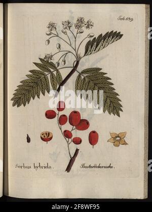 Illustrazioni di tutti gli impianti medico-economico-tecnologici, Volume 10: Sorbus Hybrida. Zoppo di Ebersche. Foto Stock