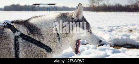 Il cane Husky è in piedi nella neve e in attesa di gioco. Husky siberiano con occhi blu sul campo invernale Foto Stock