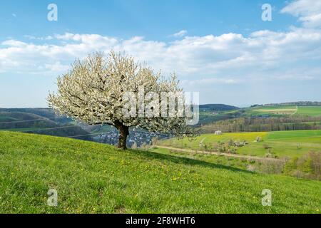 Ispirazione primaverile. Ciliegia fiorente in primavera su prato su uno sfondo di cielo blu. Giorno di primavera brillante Foto Stock