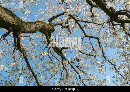 In primavera fiorisce il ciliegio. Rami di ciliegio soleggiato con fiori bianchi su sfondo blu cielo Foto Stock