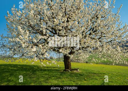 Ispirazione primaverile. Ciliegia fiorente in primavera su prato su uno sfondo di cielo blu. Giorno di primavera brillante Foto Stock