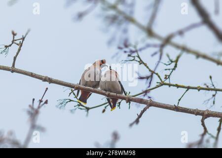 Uccello Bohemian Waxwing - Bombycilla garrulus, coppia di uccelli Foto Stock