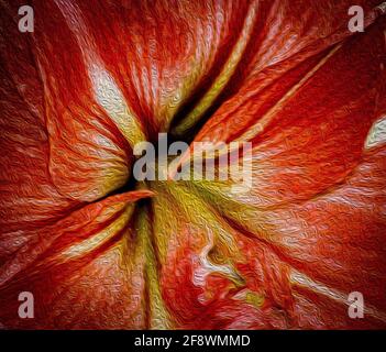 particolare di una fioritura di amaryllis Foto Stock