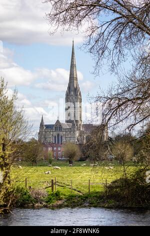 Vista della cattedrale di Salisbury attraverso il prato d'acqua con le pecore romney in primo piano a Salisbury, Wiltshire, Regno Unito, il 15 aprile 2021 Foto Stock