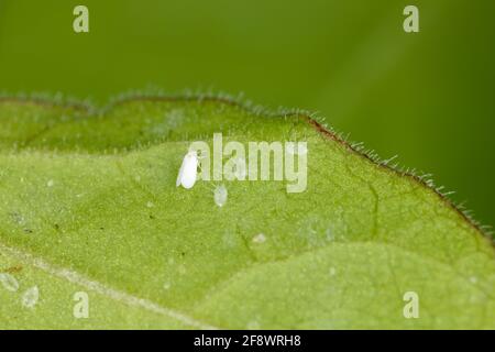 Il cotone whitefly (Bemisia tabaci) adulti e pupe su una foglia di cotone lato inferiore Foto Stock