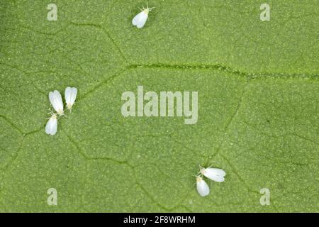 Cotone bianco (Bemisia tabaci) adulti, uova e larve su una parte inferiore di foglia di cotone Foto Stock