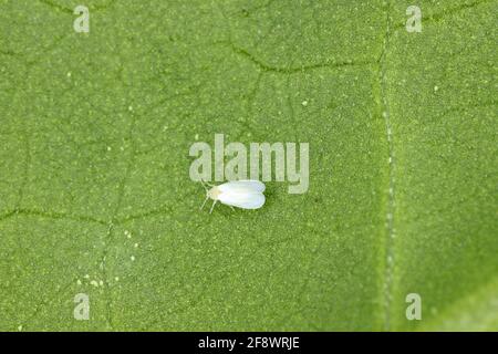 Cotone bianco (Bemisia tabaci) adulti, uova e larve su una parte inferiore di foglia di cotone Foto Stock