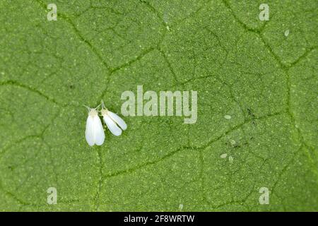 Cotone bianco (Bemisia tabaci) adulti, uova e larve su una parte inferiore di foglia di cotone Foto Stock