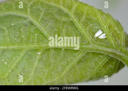 Cotone bianco (Bemisia tabaci) adulti, uova e larve su una parte inferiore di foglia di cotone Foto Stock