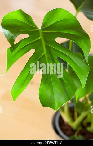 monstera di pianta domestica in vaso di fiori bianco Foto Stock