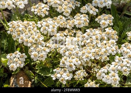 Achillea fiori in prato foto macro. Erba medica, Achillea millefolium, achillea o impianto di nosebleed Foto Stock