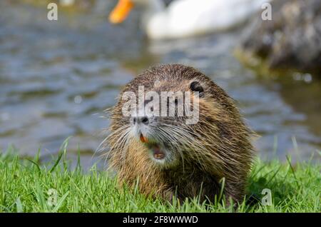 Un caster corre ruggendo su un prato verde vicino a. fiume Foto Stock