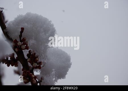 Fiocchi di neve e nevicate su fiori di albicocca in fiore in primavera Foto Stock