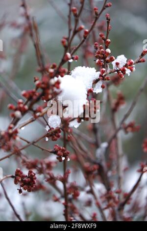 Fusione fiocco di neve su fiori di albicocca primo piano Foto Stock