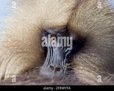 Primo piano ritratto di Gelada Monkey (Theropithecus gelada) che brilla sui Monti Semien, Etiopia. Foto Stock