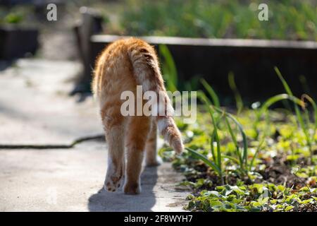 ginger cat cammina in giardino in una giornata di sole, giovani piante verdi Foto Stock