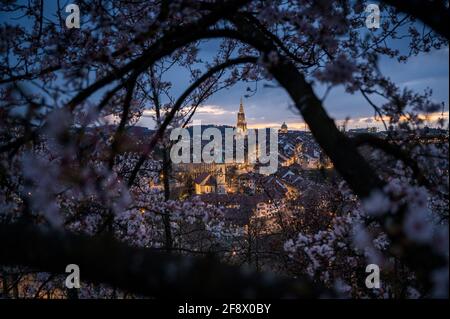 Nightfall durante la fioritura dei ciliegi sulla città oldcity di Berna con Berner Münster in primavera Foto Stock