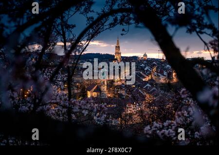 Nightfall durante la fioritura dei ciliegi sulla città oldcity di Berna con Berner Münster in primavera Foto Stock