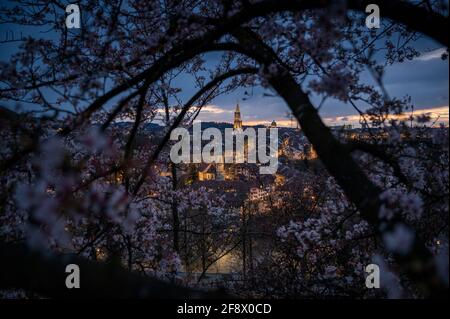 Nightfall durante la fioritura dei ciliegi sulla città oldcity di Berna con Berner Münster in primavera Foto Stock