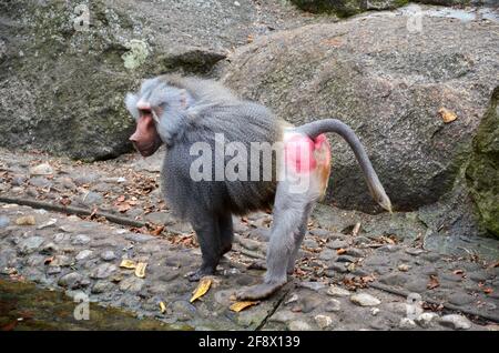 Baboon in piedi su una riva rocciosa Foto Stock