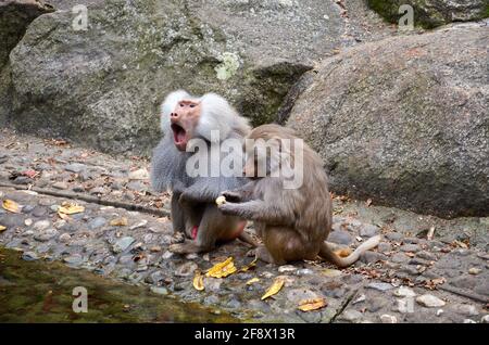 Ruggire il baboon vicino ad un baboon che mangia Foto Stock