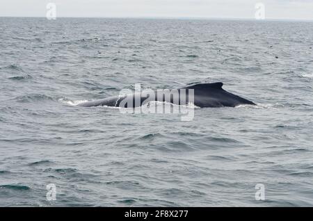 La parte posteriore di una balena con la sua pinna mentre balena Osservare nell'Oceano Atlantico con alcuni gabbiani volanti in tempo nuvoloso Foto Stock