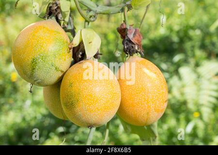 Granada, frutto di origine andina - Passiflora ligularis Foto Stock