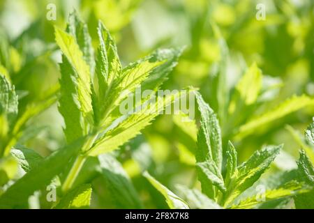 Menta biologica verde fresca che cresce nel giardino. Pianta usata come ingrediente naturale per cibo e bevande. Foglie crude di menta piperita. Foglia di menta verde. Foto Stock