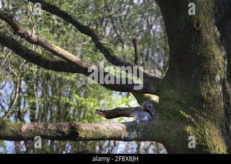 Scoiattolo sul ramo di un grande e mussoso albero di quercia Foto Stock
