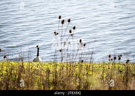 Canada oca tra fiori gialli sulla riva di Arlington serbatoio Foto Stock