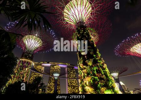 Singapore - 7 gennaio 2014: Questo è il Supertree Grove, una struttura ad albero ai Giardini della Baia. Sullo sfondo si trova la famosa Marina Bay Foto Stock