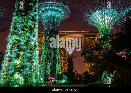 Singapore - 7 gennaio 2014: Questo è il Supertree Grove, una struttura ad albero ai Giardini della Baia. Sullo sfondo si trova la famosa Marina Bay Foto Stock