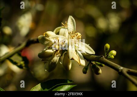 L'arancia, il limone o il fiore di malta è il frutto Di varie specie di agrumi della famiglia delle Rutaceae Foto Stock