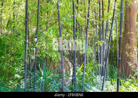 Stellenbosch University Botanical Garden, Città del Capo, Sud Africa 08-04-2021 rami di bambù affiancati. Verde sullo sfondo. Foto Stock