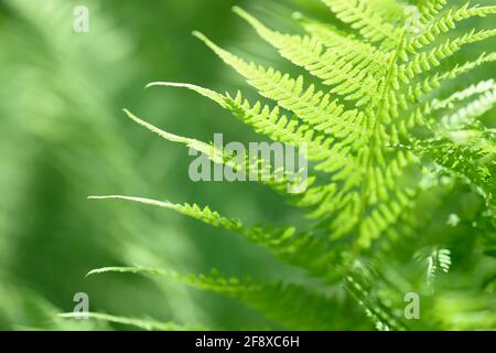 Foglia Fern che cresce in natura. Foglie e gambo di fogliame di felce nella foresta. Piante medicinali selvatiche perenni. Vegetazione stagionale. Foto Stock