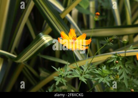 Cascate di Concord Grenada primo piano di Marigold Flower Foto Stock