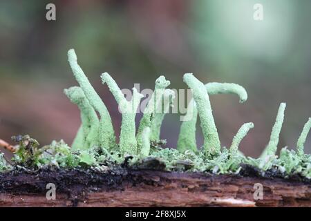 Claconia coniocraea, detta anche Clafonia fimbriata var. Coniocraea, conosciuta come lichen a polvere comune, che cresce in legno morto in Finlandia Foto Stock