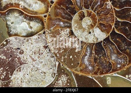 Si tratta di fossili preistorici mollusco chiamato ammonita, un estinto animale marino. Foto Stock