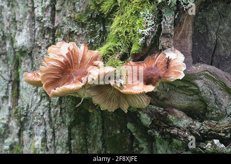 Armillaria lutea, comunemente conosciuto come il fungo bulboso del miele, fungo selvatico dalla Finlandia Foto Stock