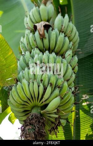 Le banane verdi sono una potenza delle vitamine e dei minerali e. Sia le banane mature che quelle non mature presentano vantaggi e svantaggi Foto Stock