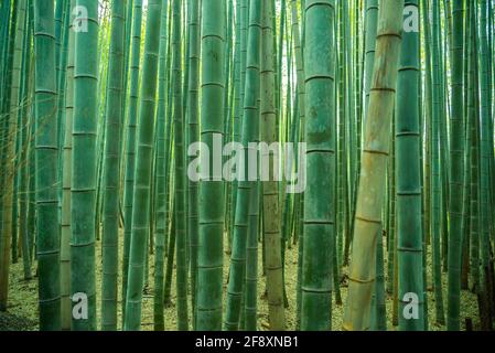Foresta di bambù Arashiyama, Kyoto, Giappone. Verde boschetto di bambù alberi splendida foto di sfondo. Foto Stock