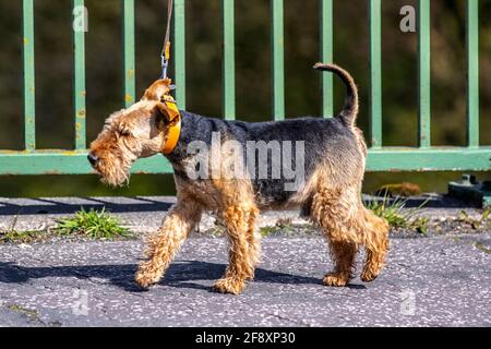 Welsh Terrier proviene dal Galles fuori a piedi. Sono stati originariamente allevati per volpe da caccia, roditori e tasso; ma durante l'ultimo secolo, è stato principalmente allevato per mostrare. Nonostante ciò, ha mantenuto la sua forza terrier di carattere Foto Stock