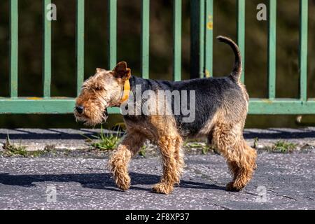 Welsh Terrier proviene dal Galles fuori a piedi. Sono stati originariamente allevati per volpe da caccia, roditori e tasso; ma durante l'ultimo secolo, è stato principalmente allevato per mostrare. Nonostante ciò, ha mantenuto la sua forza terrier di carattere Foto Stock