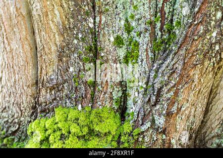 WA19364-00...WASHINGTON - un venerabile vecchio albero di quercia ricoperto di muschio e licheni e creato da numerosi tronchi che sono cresciuti insieme. Foto Stock